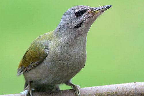 Седой дятел / Picus canus / Grey-headed woodpecker / Птицы Европы