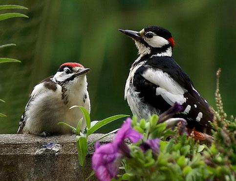 Большой пёстрый дятел / Dendrocopos [Picoides] major / Great spotted woodpecker / Птицы Европы