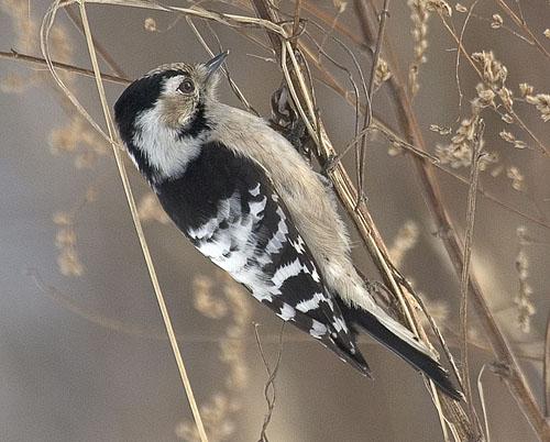 Малый пёстрый дятел / Dendrocopos [Picoides] minor / Lesser spotted woodpecker / Птицы Европы
