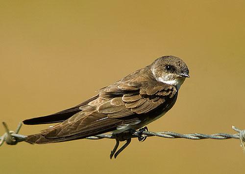 Береговая ласточка, или береговушка / Riparia riparia / Sand martin / Птицы Европы