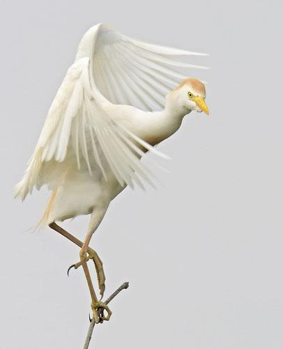 Египетская цапля / Bubulcus ibis / Cattle Egret / Птицы Европы
