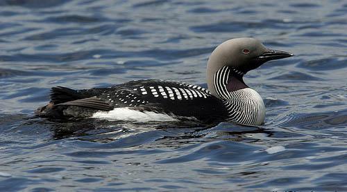 Чернозобая гагара / Gavia arctica / Black-throated diver / Птицы Европы