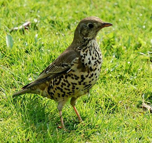 Дрозд-деряба / Turdus viscivorus / Mistle thrush / Птицы Европы