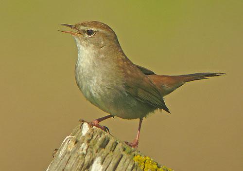 Широкохвостка, или широкохвостая камышевка / Cettia cetti / Cetti’s warbler / Птицы Европы