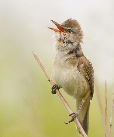 Дроздовидная камышевка / Acrocephalus arundinaceus / Great reed warbler / Птицы Европы