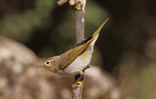 Светлобрюхая пеночка / Phylloscopus bonelli / Bonelli’s warbler / Птицы Европы
