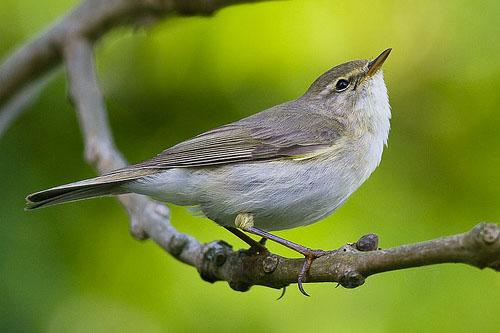 Пеночка-весничка / Phylloscopus trochilus / Willow warbler / Птицы Европы