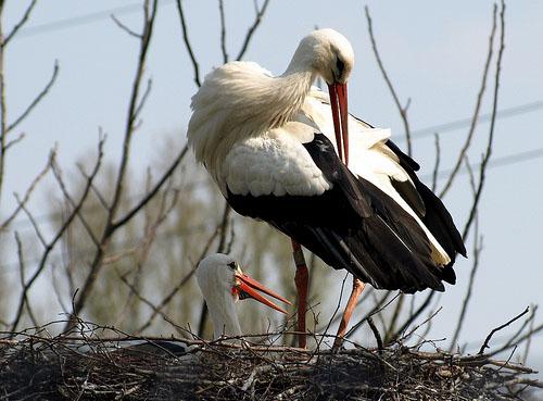 Белый аист / Ciconia ciconia / White stork / Птицы Европы