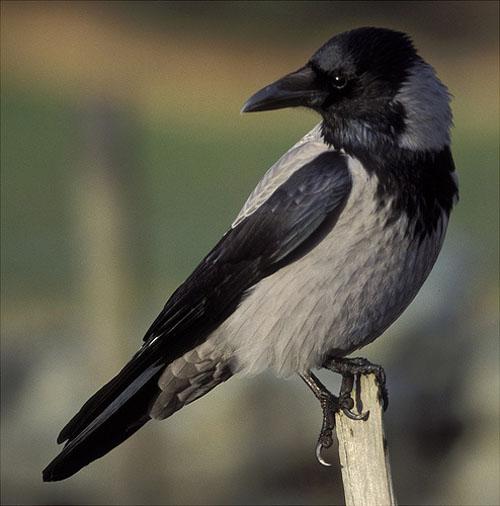 Ворона / Corvus corone / Hooded crow, carrion crow / Птицы Европы