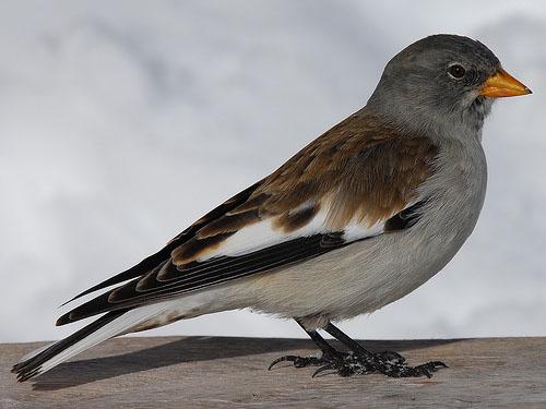 Снежный воробей / Montifringilla nivalis / Snow finch / Птицы Европы