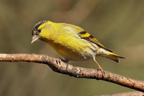 Чиж / Carduelis [Spinus] spinus / Siskin / Птицы Европы