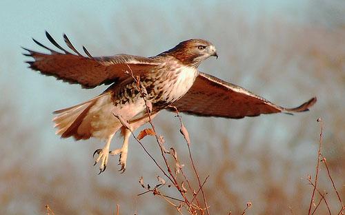 Красный коршун / Milvus milvus / Red kite / Птицы Европы