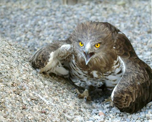 Змееяд / Circaetus gallicus / Short-toed eagle / Птицы Европы