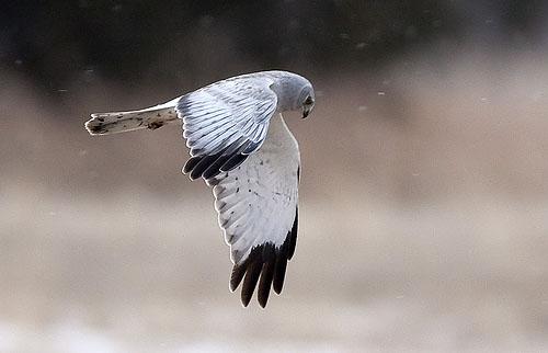 Полевой лунь / Circus cyaneus / Hen harrier / Птицы Европы