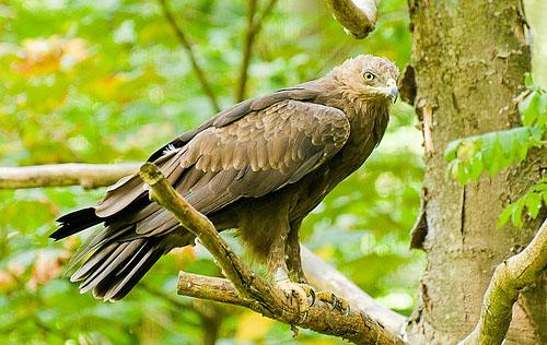 Малый подорлик / Aquila pomarina / Lesser spotted eagle / Птицы Европы