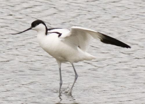 Шилоклювка / Recurvirostra avosetta / Avocet / Птицы Европы