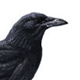 Ворона / Corvus corone