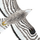 Обыкновенный осоед / Pernis apivorus