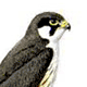 Хищные птицы (Falconiformes)
