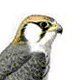 Средиземноморский сокол, или ланнер / Falco biarmicus